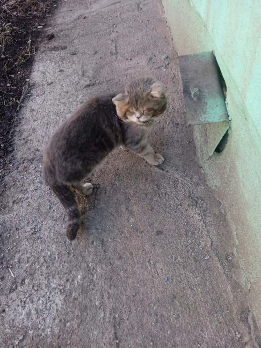 Балу совершенно ничего не видел, щеки надулись изнутри гноем. 