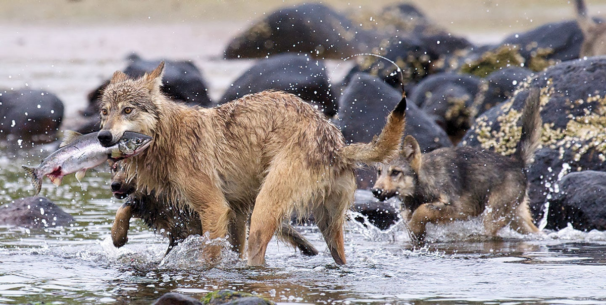 Wolf meeting. Прибрежный волк. Волк плавает. Морской волк. Волк купается.