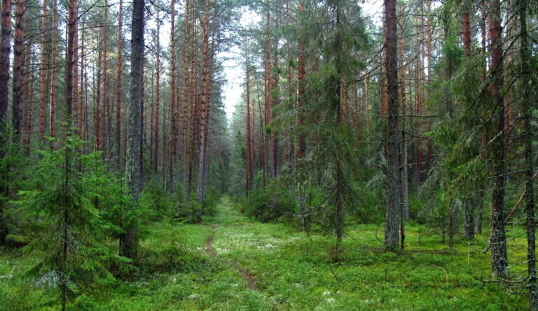    В Оренбуржье временно вводят запрет на посещение лесов Кристина Просвиркина