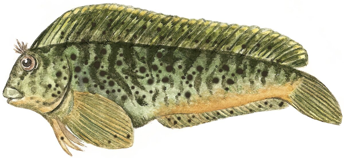 Parablennius sanguinolentus