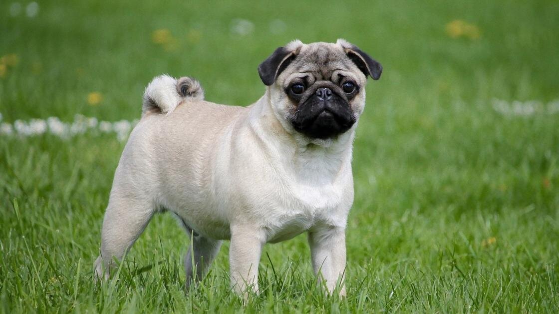    Мопс серого цвета стоит на зеленой лужайке:Pixabay