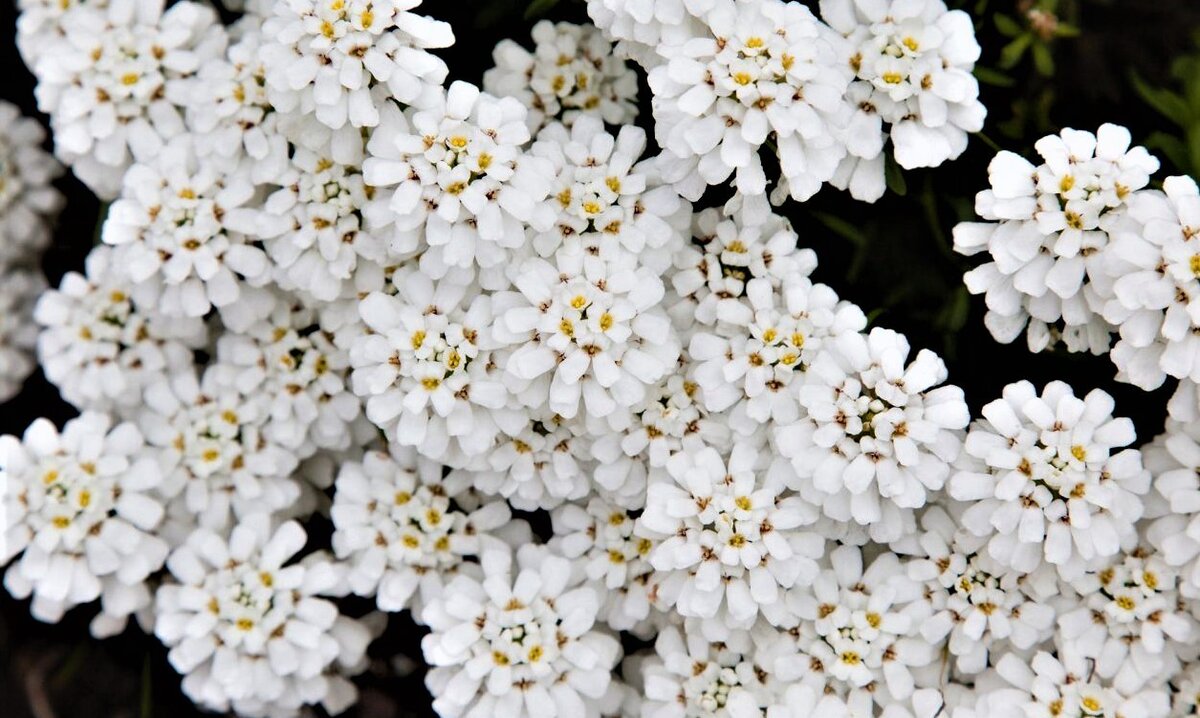 Как называется многолетний цветок с белыми цветами название фото