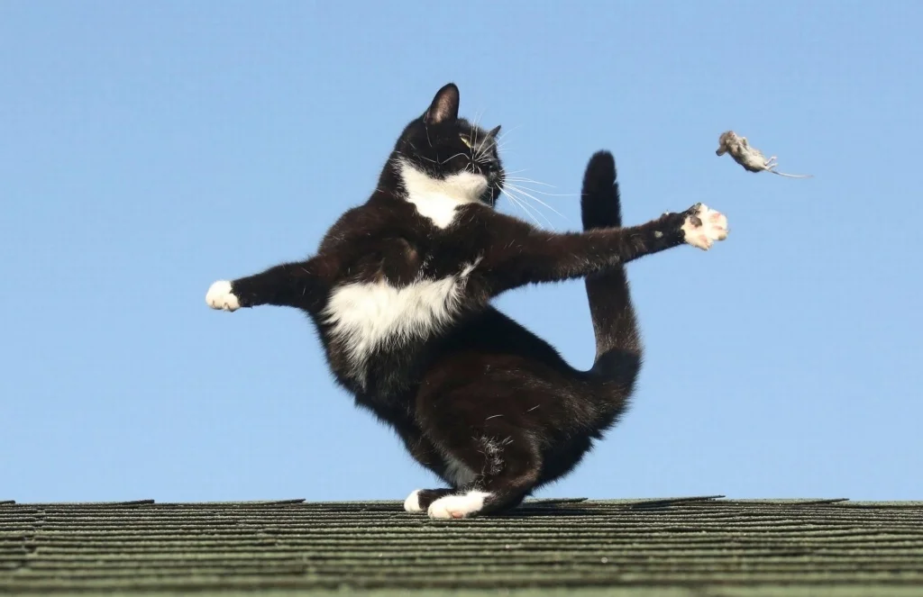 Я ловлю сигналы speed. Кот в прыжке. Кошка в полете. Черный кот в прыжке. Коты прыгают.