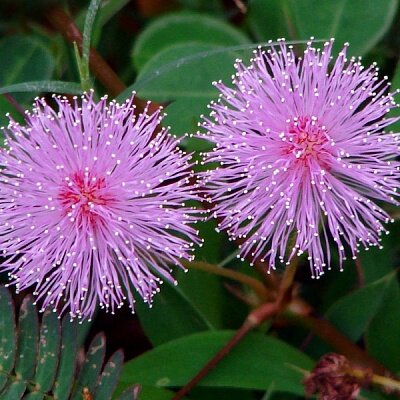 Вот как на самом деле выглядят цветки мимозы