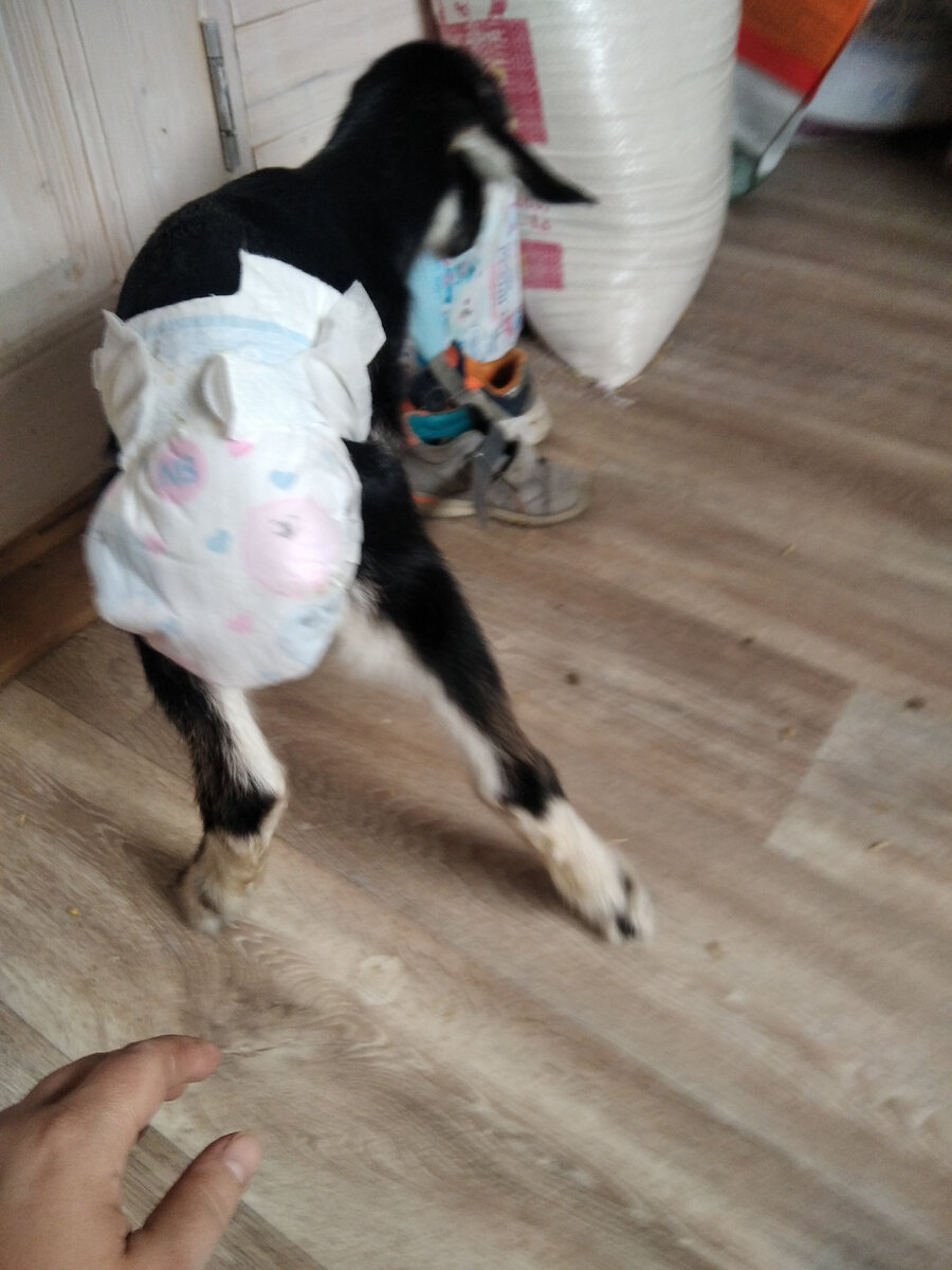 Козлята в подгузниках - это очень потешно)))