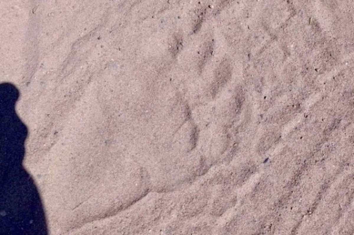    Медвежьи следы заметили возле реки Ингоды в Забайкалье