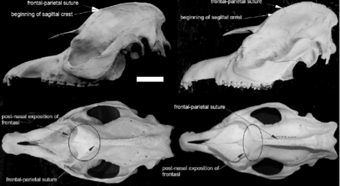 Тапир кабомани: Зверь весом в 100 кг скрывался от людей до 2013 года! Это первый вид непарнокопытного, который открыли за последние 100 лет