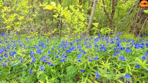 Цветущий крымский лес