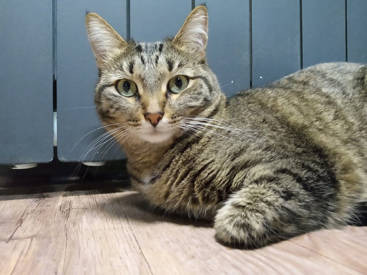 Евфросинья Павловна, Главкошь IV