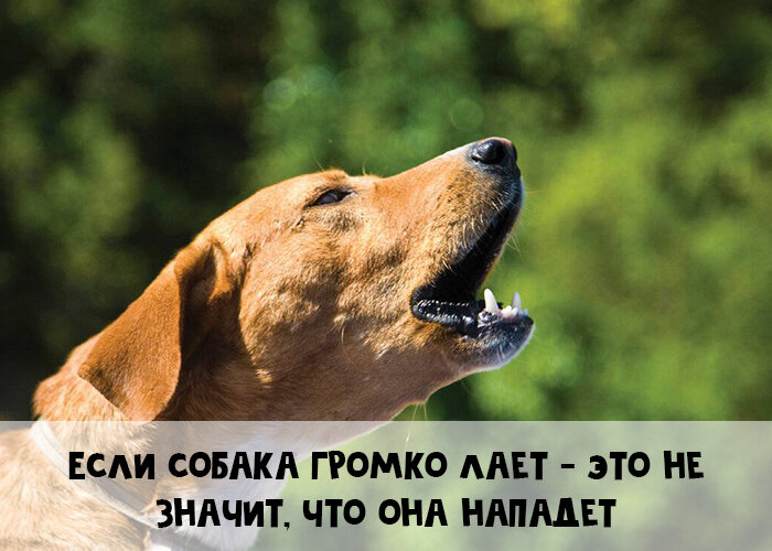 Calorizator.ru