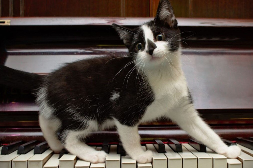 ���� � �� ���������. �������� ����: animals.pibig.info