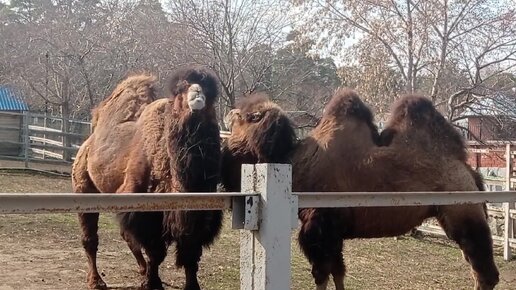 🐫Два верблюда🐫Мудрые и гордые скептики двугорбые🐫Челябинский зоопарк 🐫