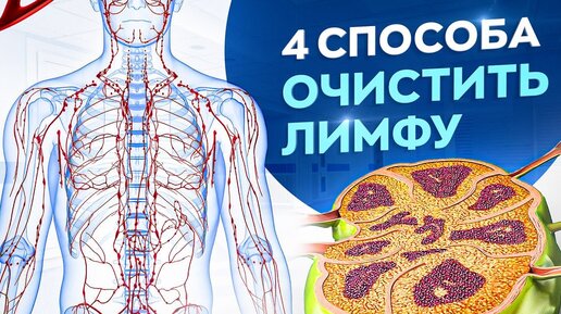 4 совета как очистить свой организм и похудеть. Лимфатическая система