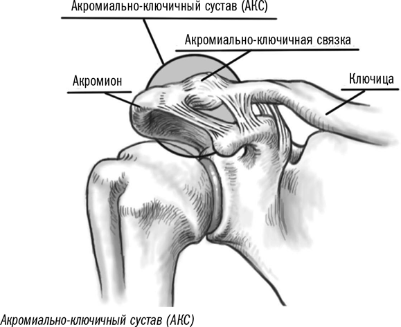 Связки плечевого сустава анатомия