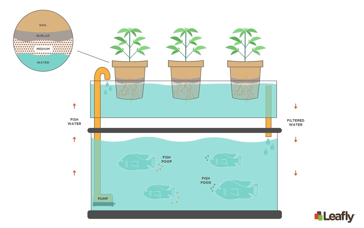 Аквапоника, или все в одном: Как выращивать растения и рыб в одном месте |  Книга растений | Дзен