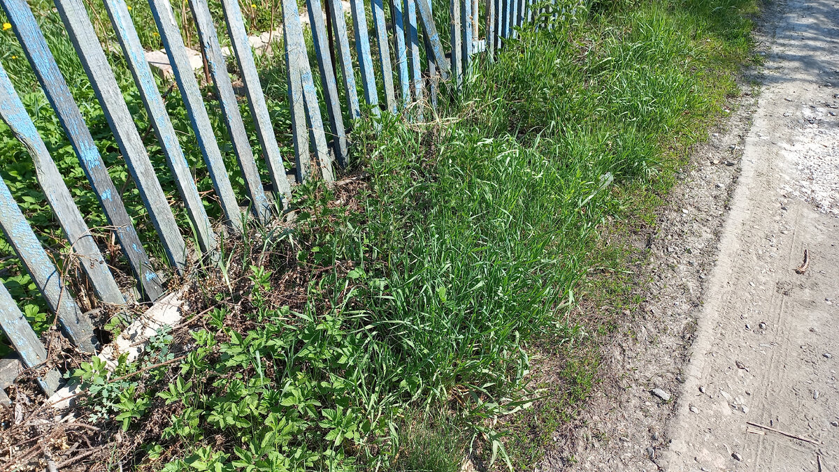 Как, например, вот тут. Это они еще маленькие