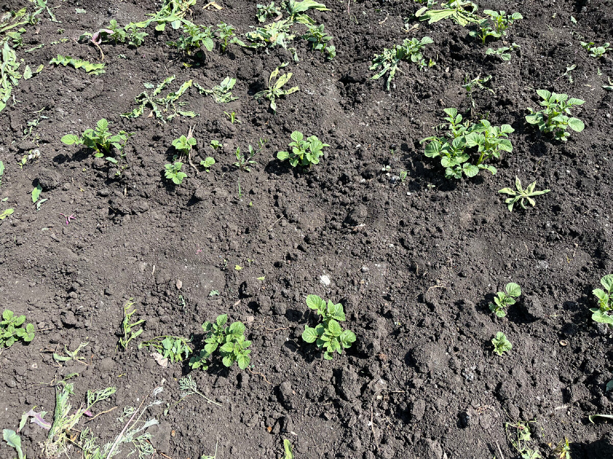 Первый небольшой участочек.