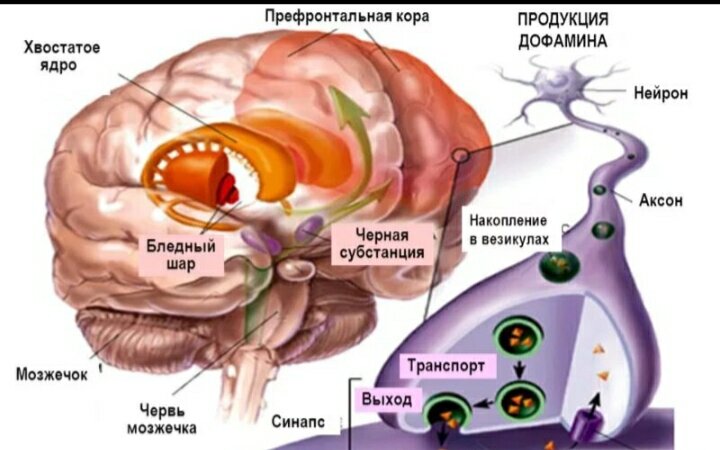 Нехватка дофамина вызывает деградацию мозга, провоцирует депрессию. Как  укрепить нейроны, создающие дофамин? | Причины Здоровья | Дзен