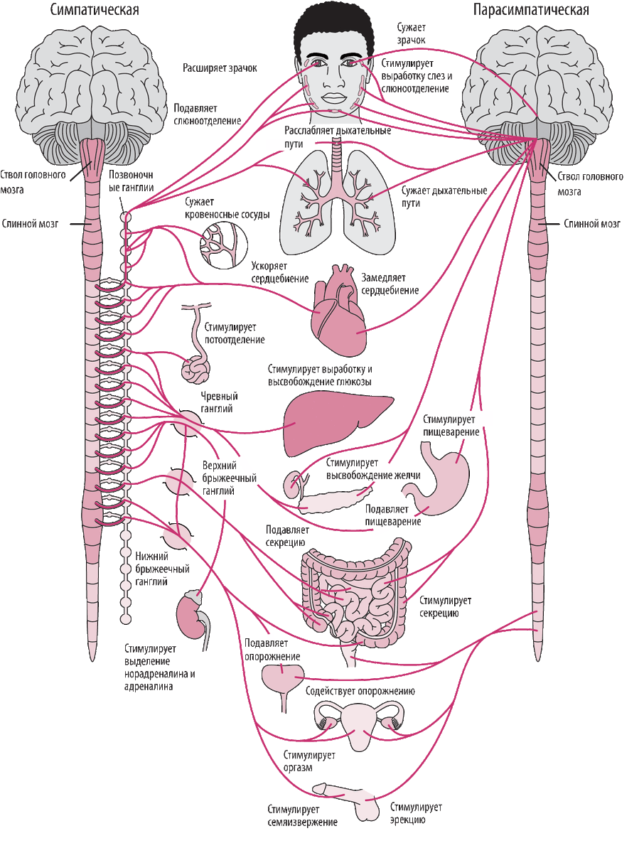 Вегетативная система имеет два состояния и в каждом регуляция внутренних органов напрямую связана с позвоночником. 
