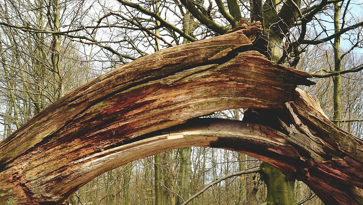     В Ростове-на-Дону крупное дерево рухнуло на легковой автомобиль, сообщили горожане в соцсети «ВКонтакте».
