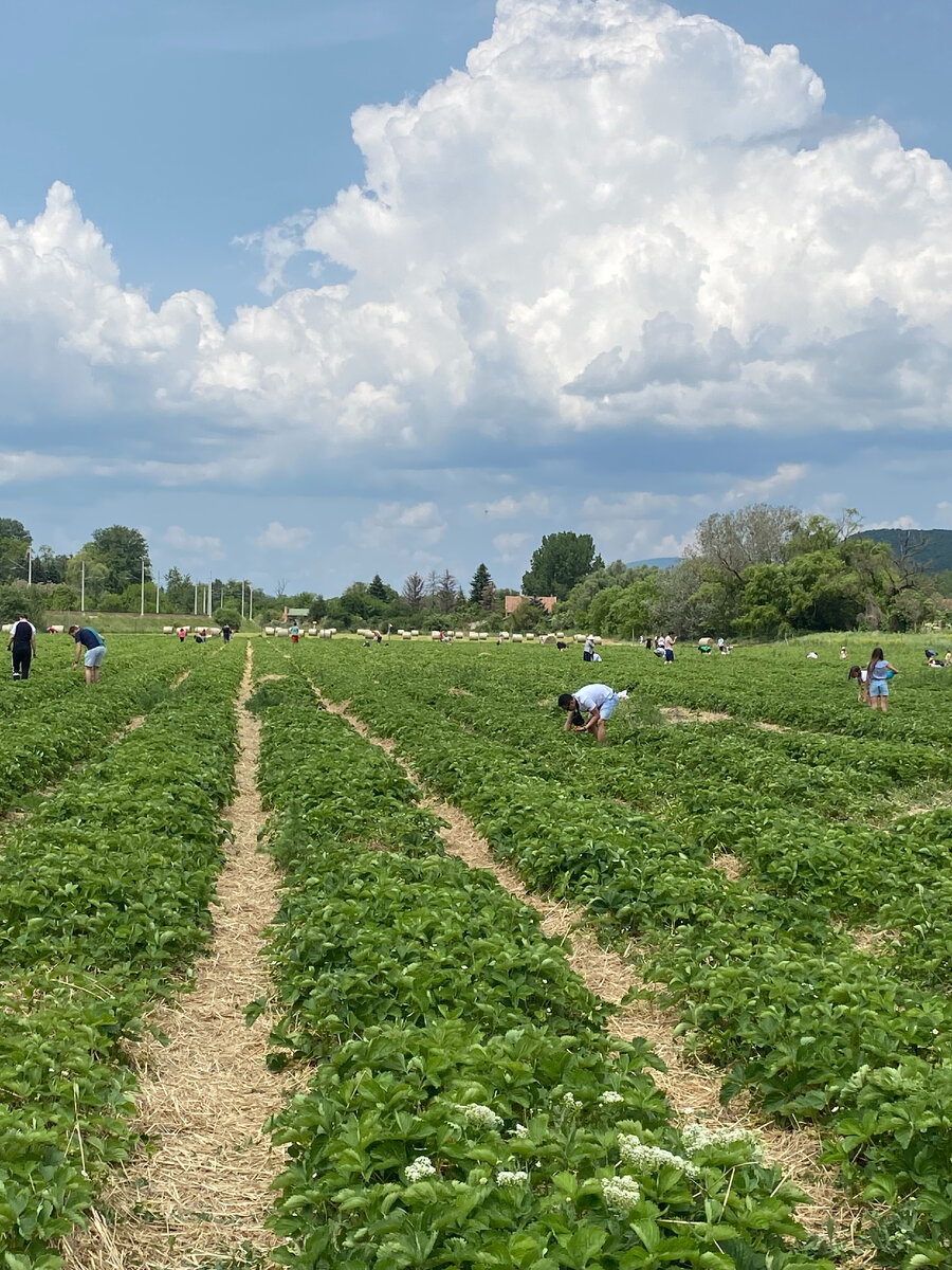 клубничное поле