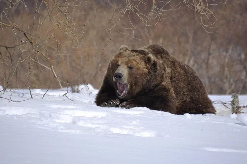 Пробуждение животных. Лапландский заповедник медведь. Медведь весной. Медведь проснулся. Медведь после спячки.