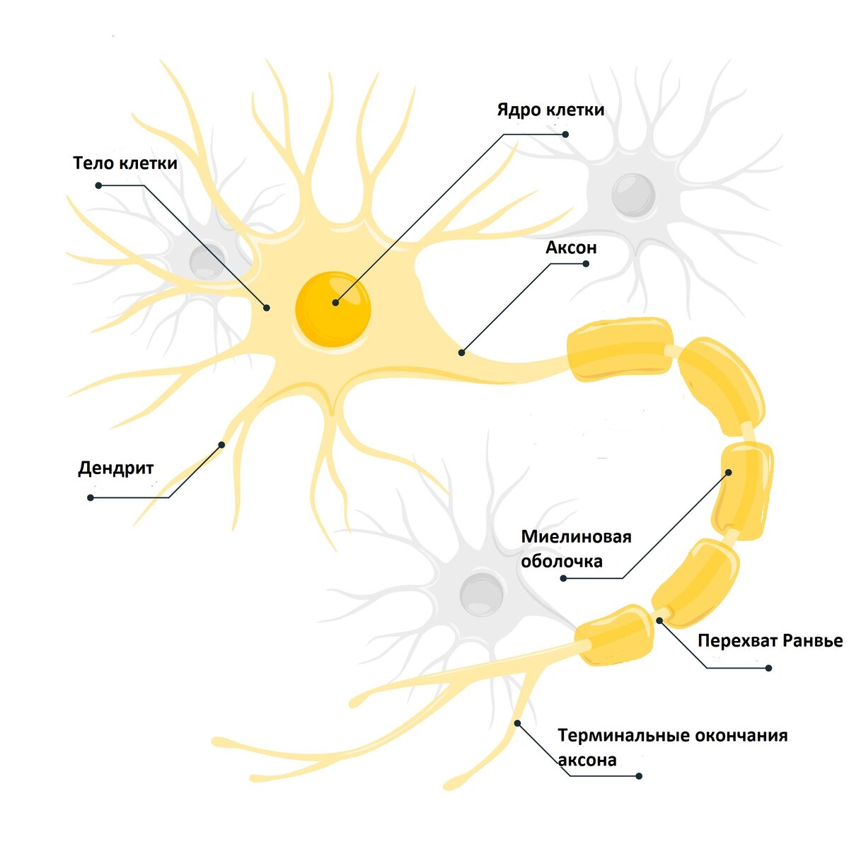 https://www.freepik.com/free-vector/nerve-cell-concept-illustration_36946933.htm#query=neuron&from_query=%D0%BD%D0%B5%D0%B9%D1%80%D0%BE%D0%BD&position=9&from_view=search&track=sph