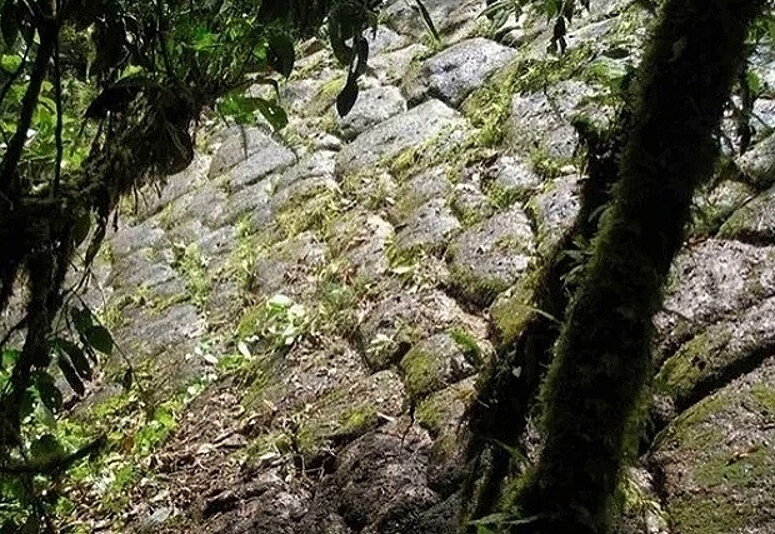 Мощёная дорогая посреди джунглей Эквадора.
Источник фото: https://sun1-30.userapi.com/impg/giNgKBnXw6pdDKm9YGOnRlH3AjNyah8anUNtXg/DK77YKyWYvQ.jpg?size=800x534&quality=96&sign=a59612a7d0e683b01cb60d414b19b51f&type=album