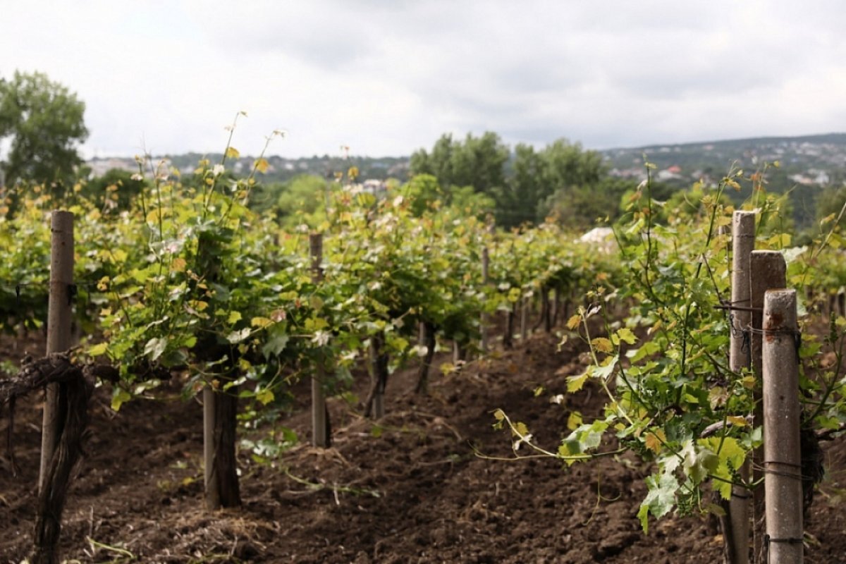    Кондратьев посетил новый виноградный питомник под Новороссийском