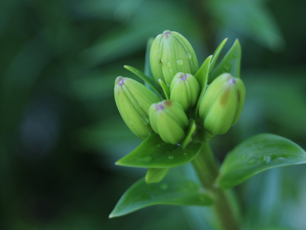 Весенний уход за лилиями