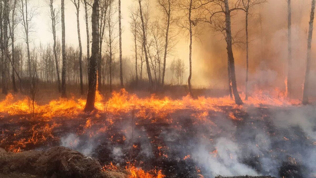 Небольшой пожар в лесу