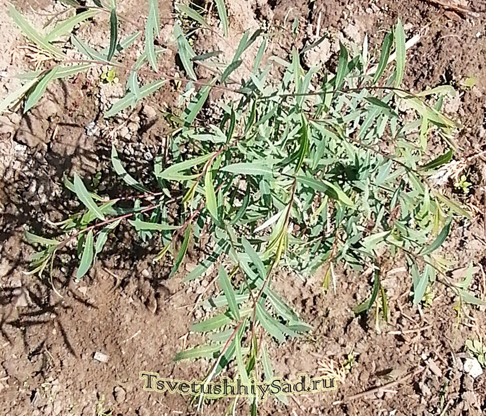 Ива Хакуро Нишики