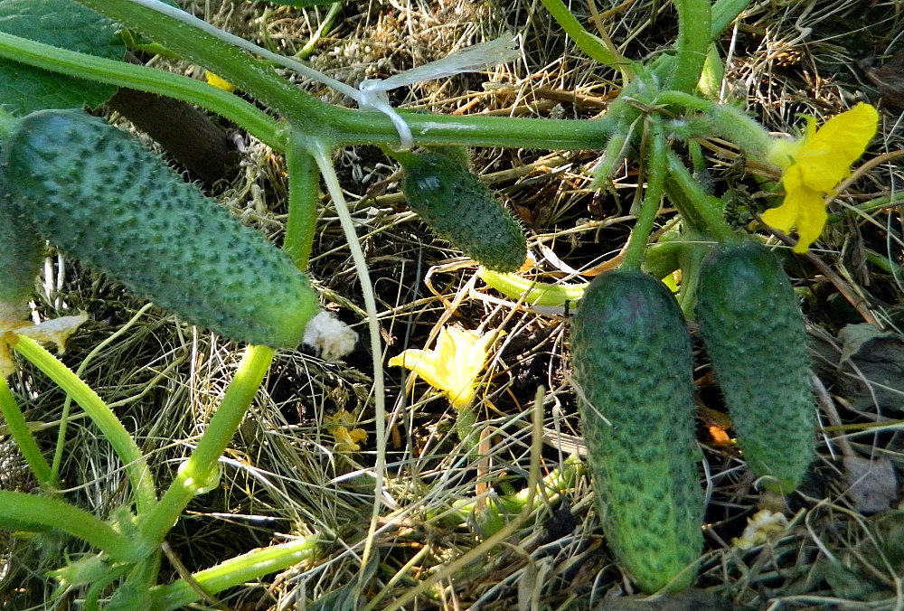 Фотография взята из источника yandex.ru