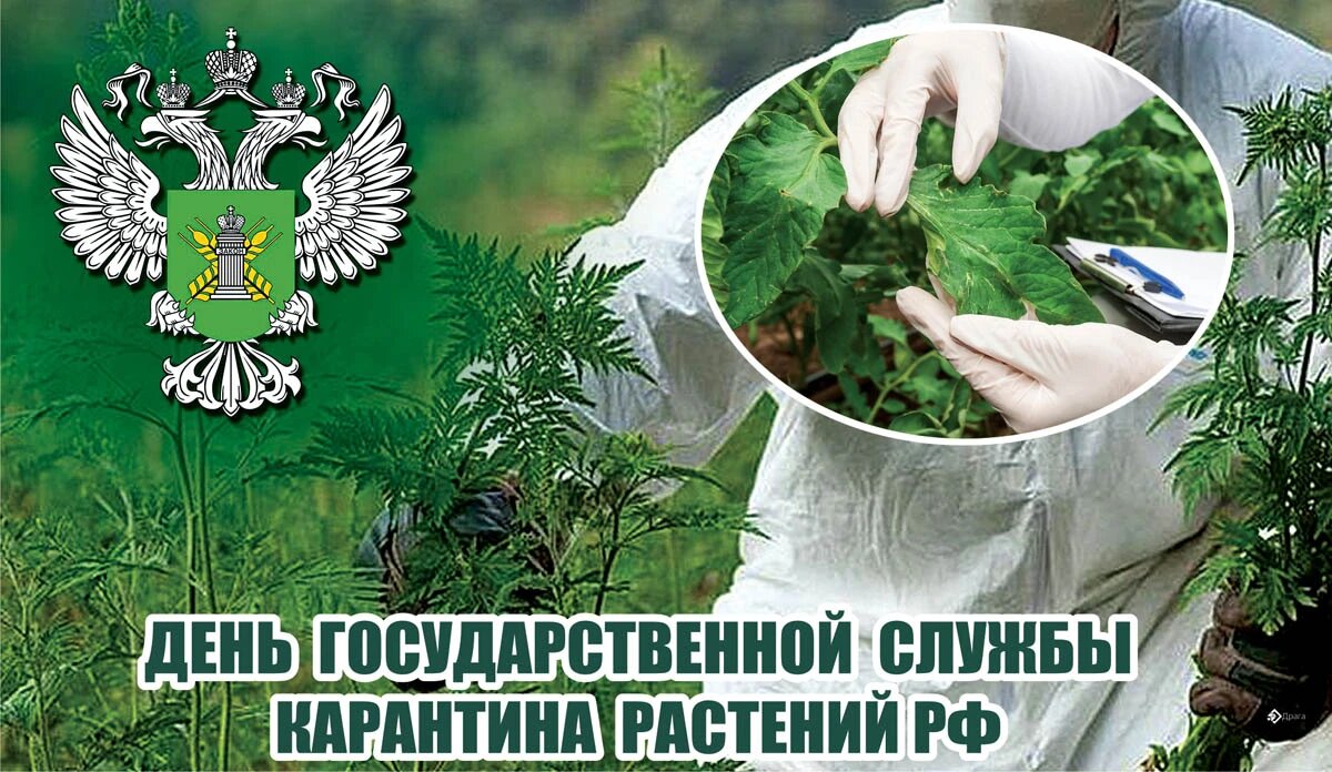 День государственной службы карантина растений РФ. Иллюстрация: «Курьер.Среда»