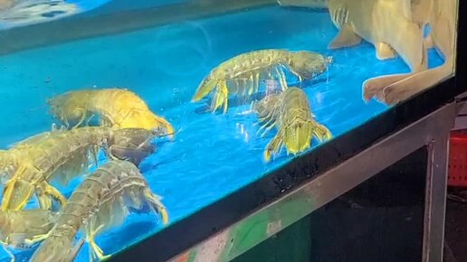 Наталья из Вьетнама | Акула,гребешок,рыба-камень:деликатесы в ресторане ...