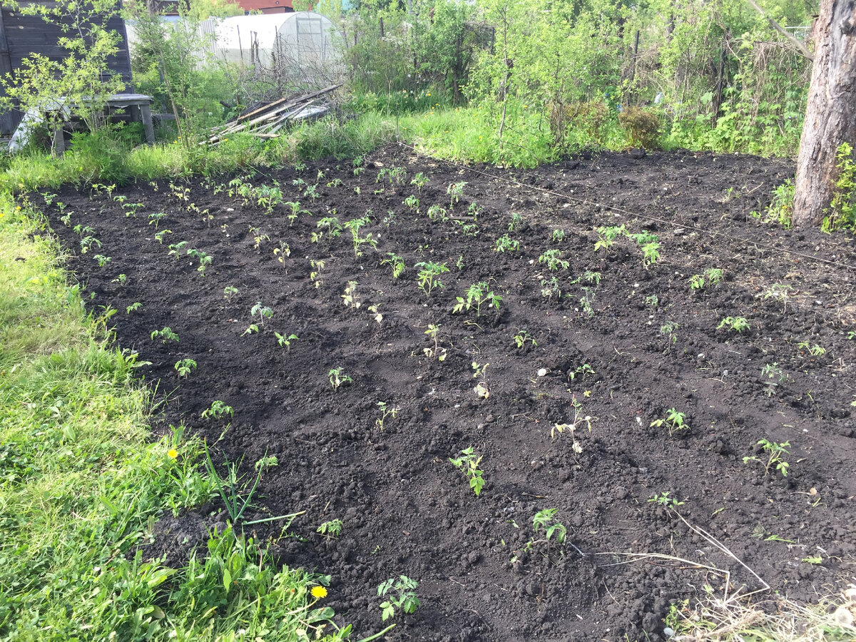 Томаты в день высадки. Сейчас они немного больше, но не радуют