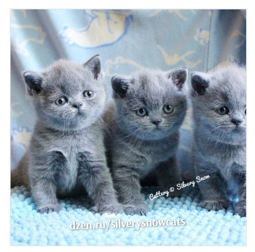 Голубые британские котята 