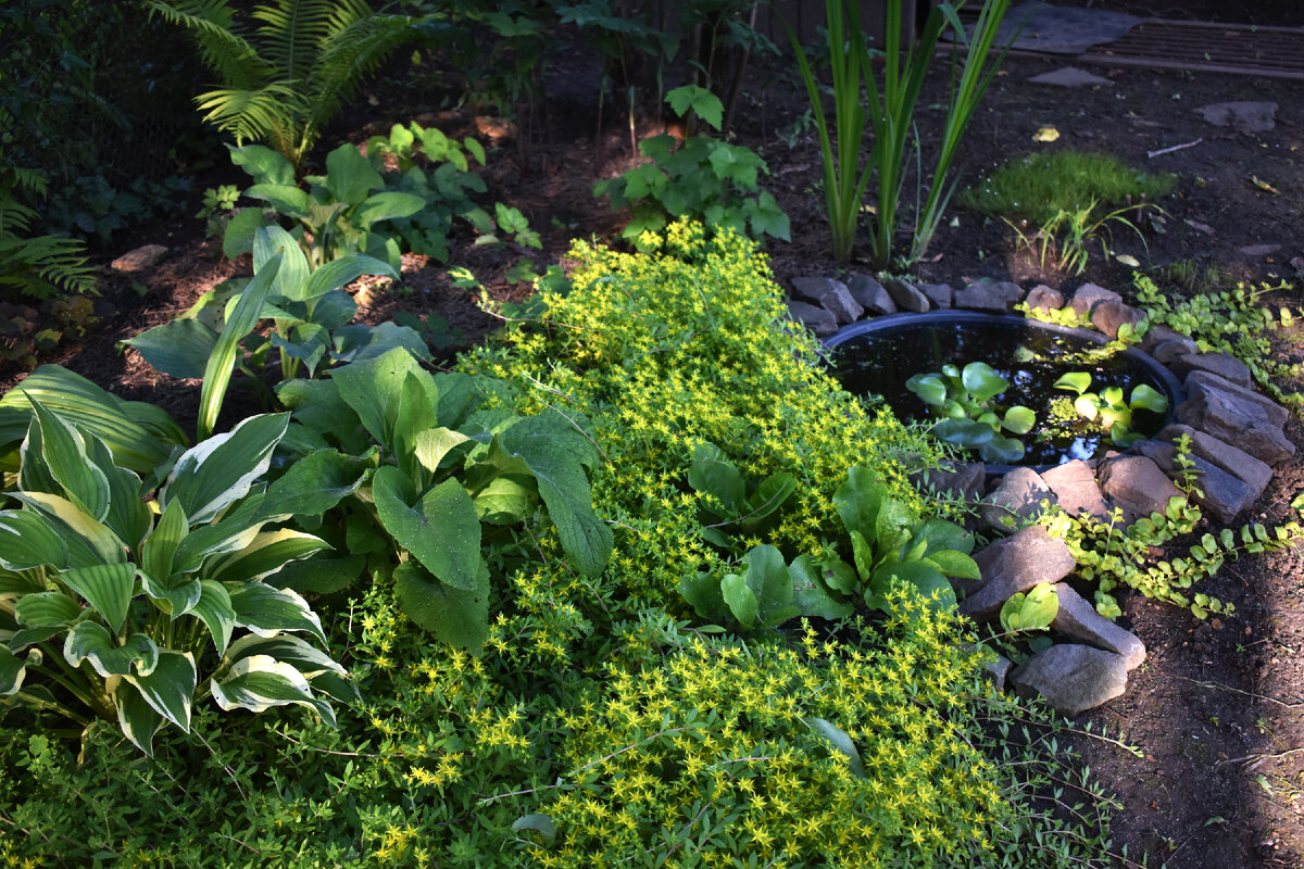 Очиток лозовидный цветет