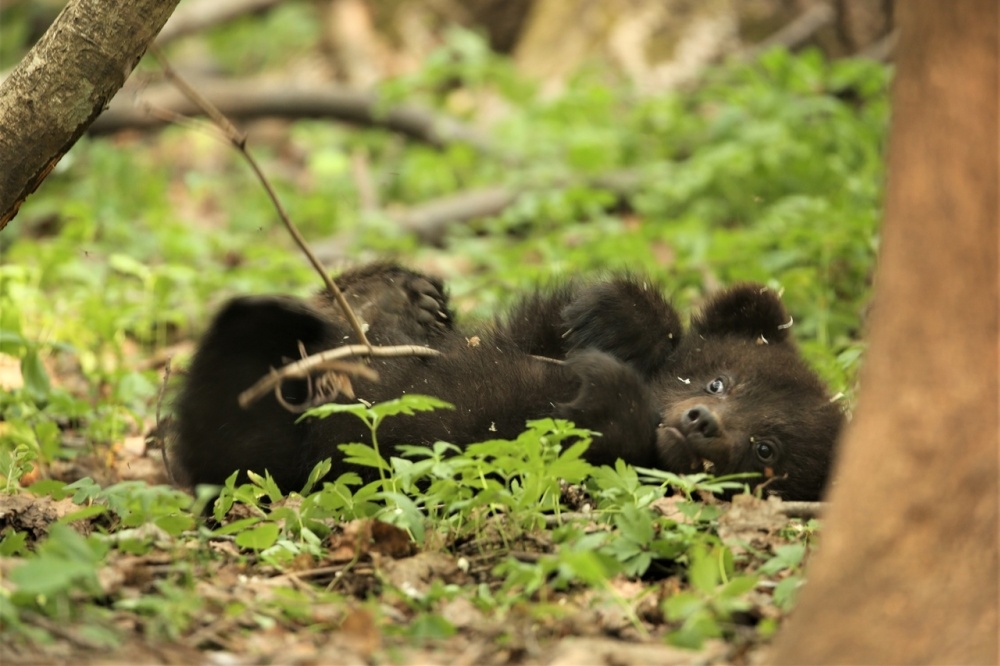    Фото: Центр спасения медвежат-сирот