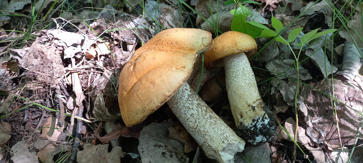 Грибы были чистейшие 👍