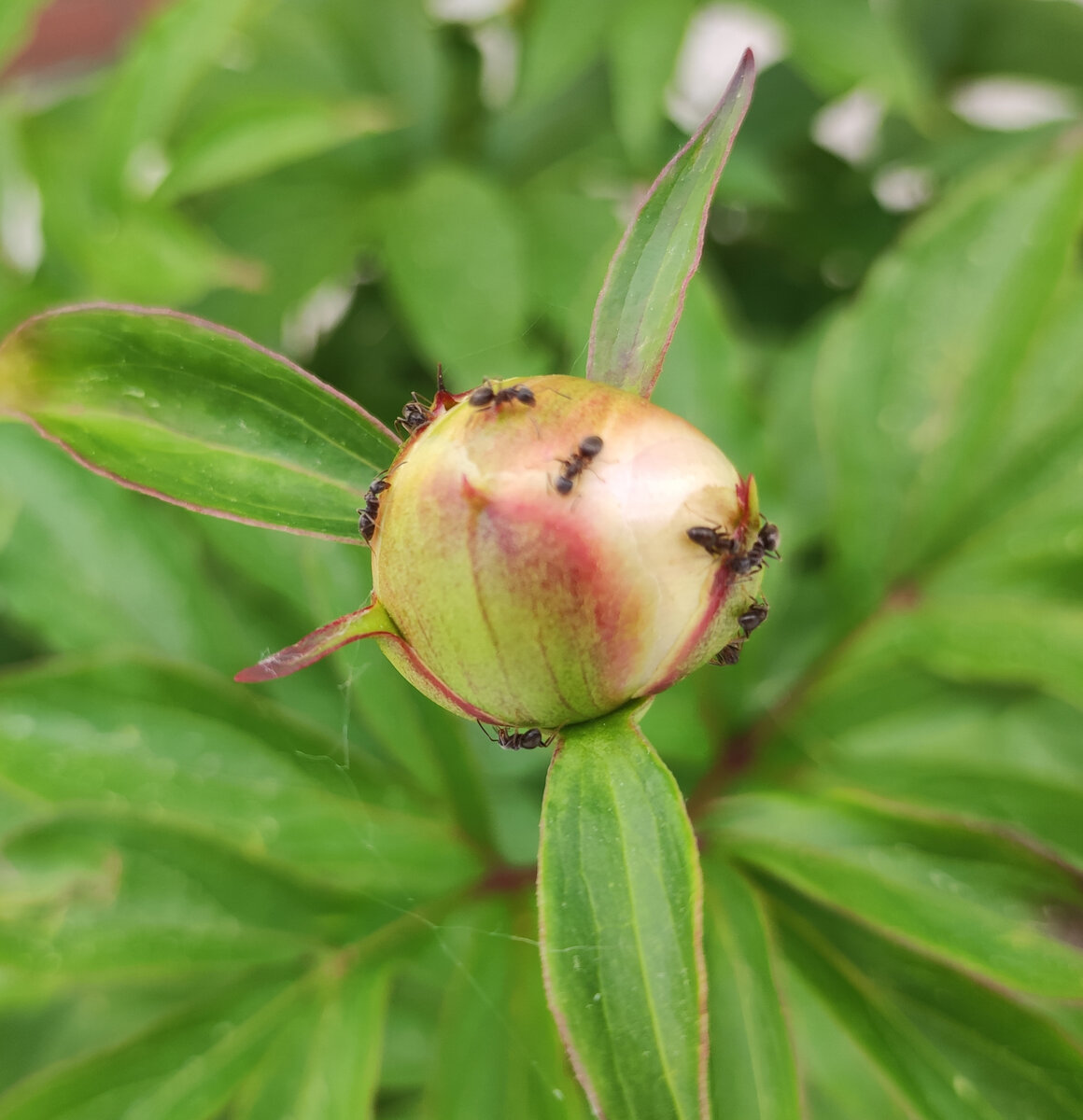 Фото автора, начало июня 2022 года