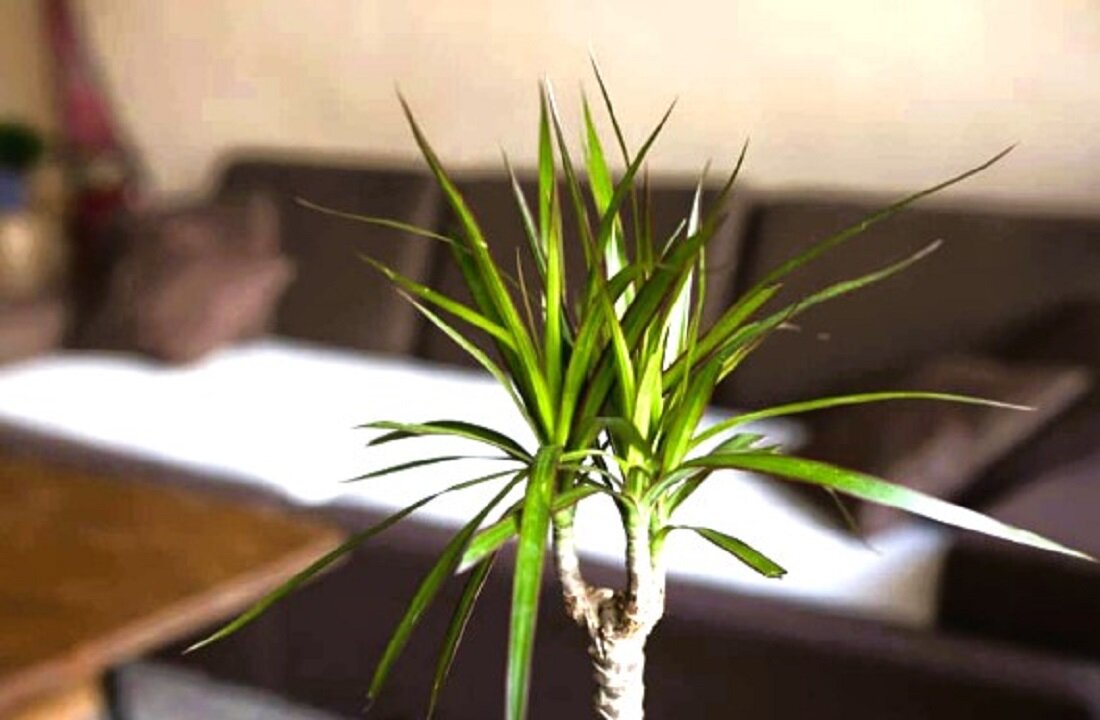 Драцена - увлажняющее растение