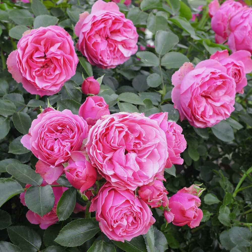 Роща флоребунда леонардо да винчи. Сорт роз да винчи. Сорт роз да винчи. Роща флоребунда леонардо да винчи. Сорт роз да винчи.