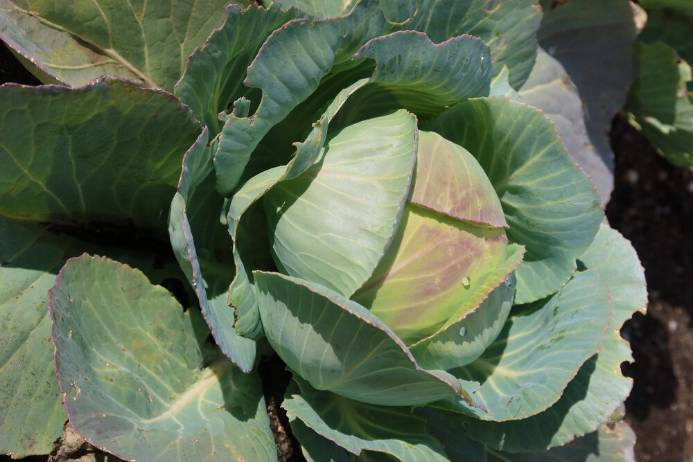 Чем обработать капусту от вредителей в июле. Brassica capitata Alba. Brassica oleracea var. Capitata. Brassica oleracea var.capitata l.. Капуста кочанная Brassica.