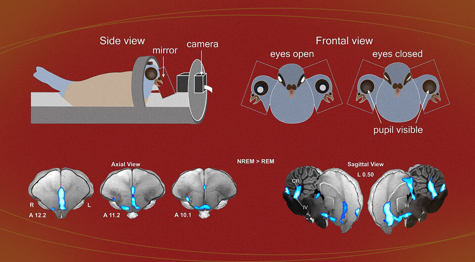   Коллаж N + 1. Источник: Gianina Ungurean et al. / Nature Communications, 2023