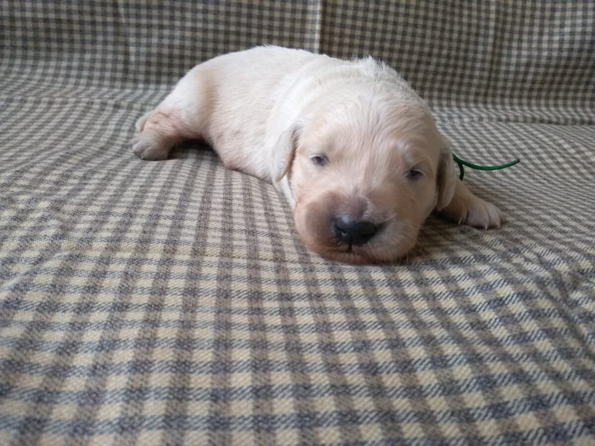 Малыш Петруша тоже был Зеленой ленточкой