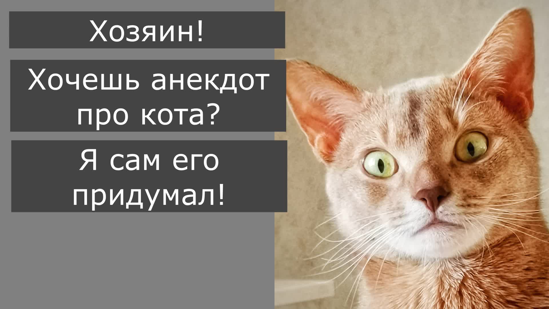 Кот придумал анекдот. Смешной чат кота и его хозяина. Победитель конкурса  юмора в своей голове. 43 СЕРИЯ