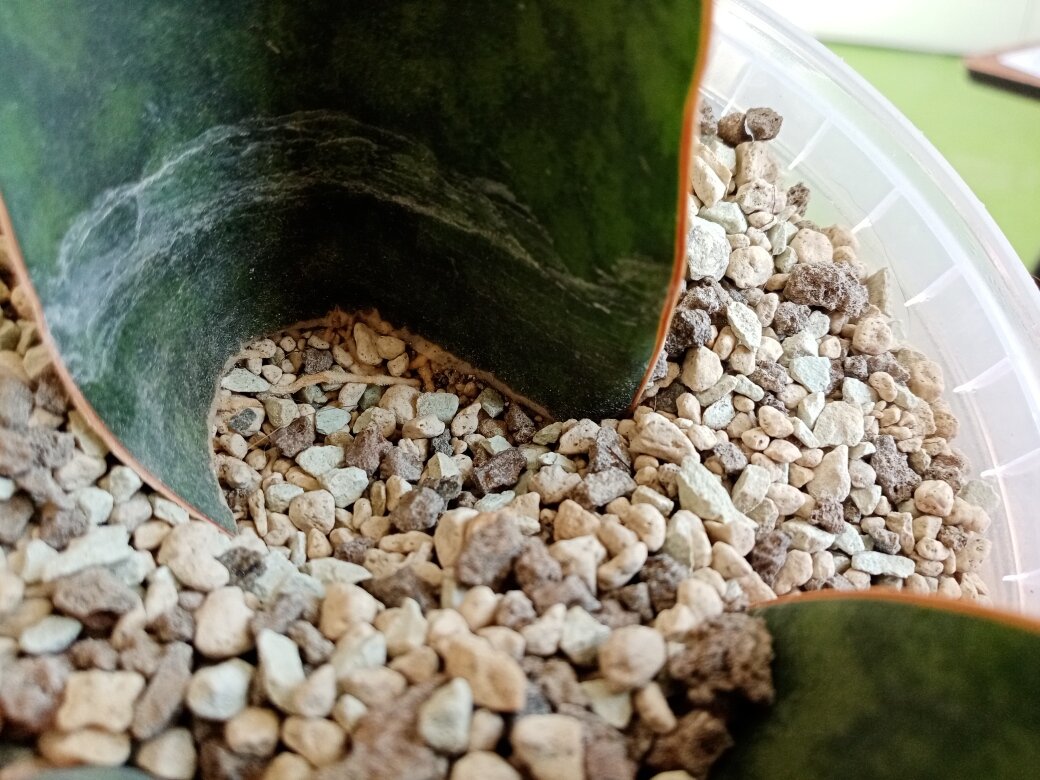 А если убрать камушки, то абсолютно ни-че-го! Фото автора