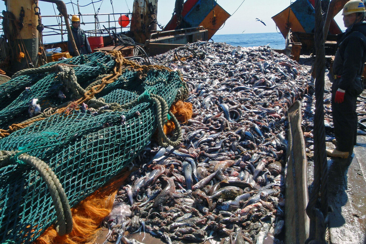 Вся рыба охотского моря