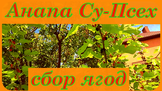 Анапа Су-Псех сбор ягод урожая 2023 года вся правда о погоде